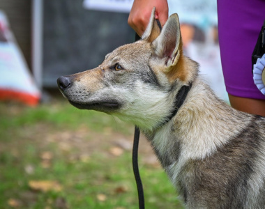 Dream of Mine ColThem Wolfs