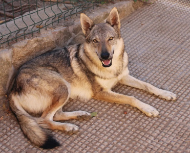 Lobos de la Fuensanta Sharon Stone