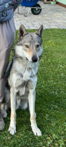 Rocket della Favola del Lupo