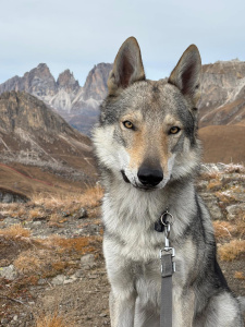 Rocket della Favola del Lupo