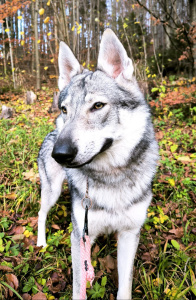 Suri Vikvel wolf