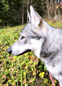Suri Vikvel wolf