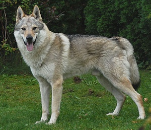 Argos Spirit of the Wolf