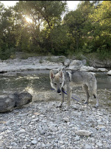 Apollon des Terres du Nord de Sanka