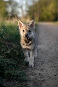 Athena des Terres du Nord de Sanka