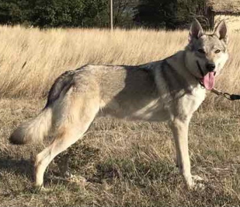 Neron Jurajska Ostoja Wilka