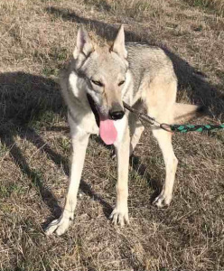 Neron Jurajska Ostoja Wilka