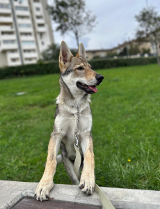 Callie Wolf'S Estate