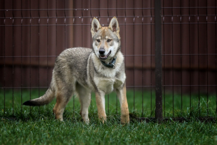 Cassandra Wolf'S Estate