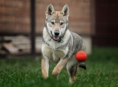 Cassandra Wolf'S Estate