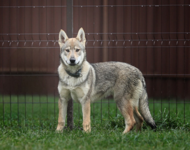 Cassandra Wolf'S Estate