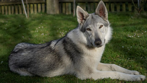 Xena Cor Lupus Ardor