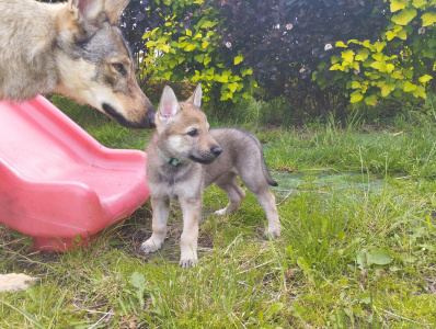 Branimira Raspberry Wolf