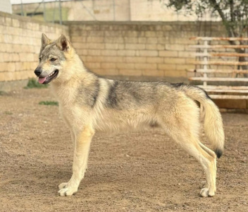 Yukon Lupus Ardor