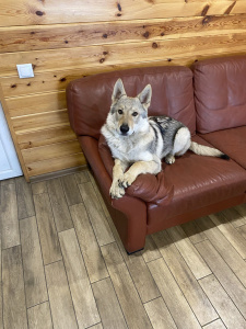 Amberwolfroyalty Hiro Zeus