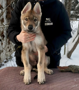 Pokoritel Zari Tau Antares