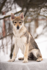 Pokoritel Zari Tania Australis