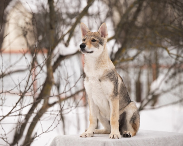 Pokoritel Zari Tania Australis