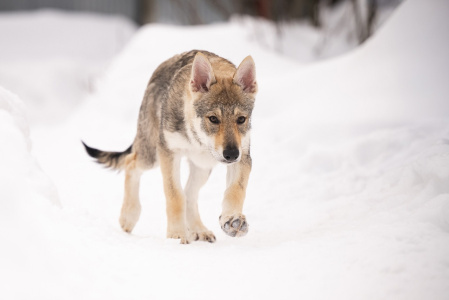 Pokoritel Zari Tania Australis