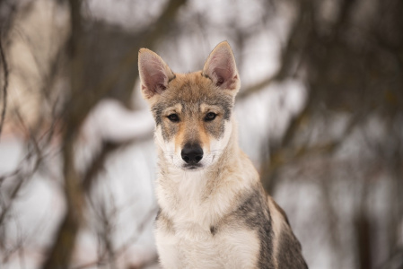 Pokoritel Zari Tania Australis