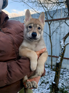 Pokoritel Zari Tomiris Yatto