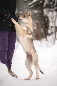 Pokoritel Zari Tomiris Yatto