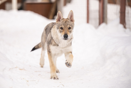 Pokoritel Zari Tomiris Yatto
