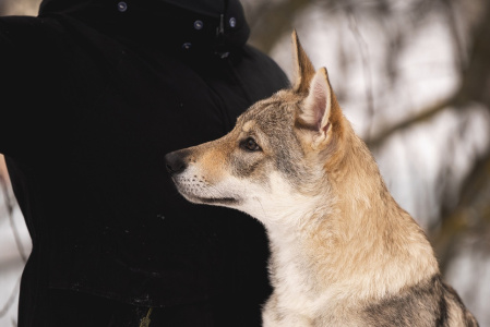 Pokoritel Zari Tomiris Yatto