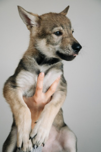 Severnaya Sonata Odin Warrior