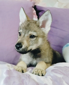 Infinity Pride Larges Forest Symhony