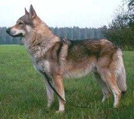 Arimminum Gorgeouswolf