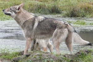 Coyote du Domaine de la Combe Noire